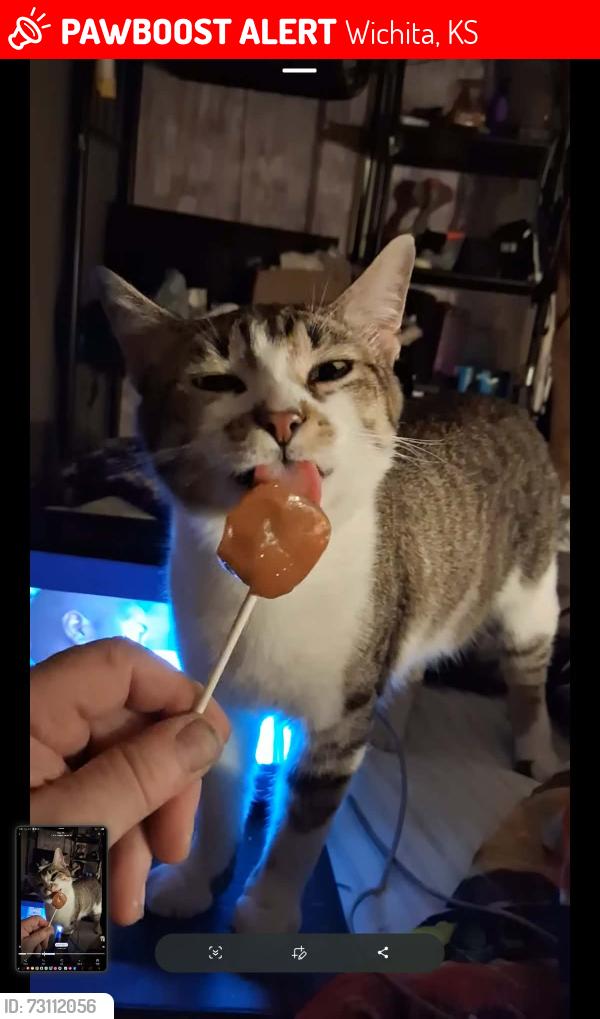 Lost Male Cat last seen Across from the Deer lake ests park, Wichita, KS 67210
