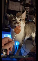 Lost Male Cat last seen Across from the Deer lake ests park, Wichita, KS 67210