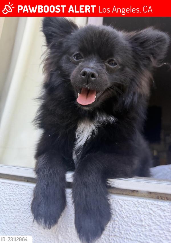 Lost Female Dog last seen Fulton Ave and Willard, Los Angeles, CA 91605