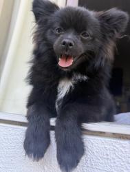 Lost Female Dog last seen Fulton Ave and Willard, Los Angeles, CA 91605