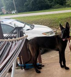 Lost Male Dog last seen Charles street, Roebuck, SC 29376