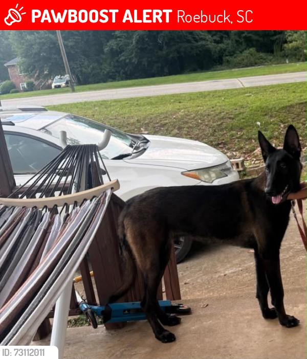 Lost Male Dog last seen Charles street, Roebuck, SC 29376