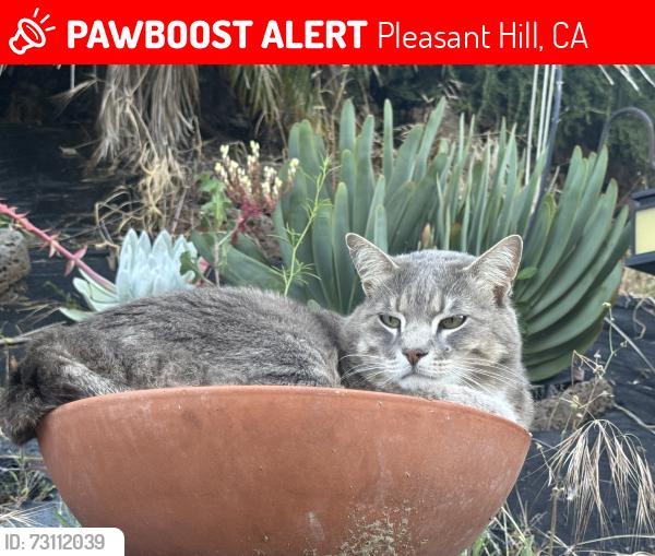 Lost Male Cat last seen Elderwood Drive, Pleasant Hill, CA 94523