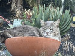 Lost Male Cat last seen Elderwood Drive, Pleasant Hill, CA 94523