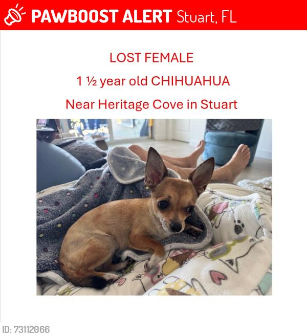 Lost Female Dog last seen Heritage Cove in Stuart, Stuart, FL 34997