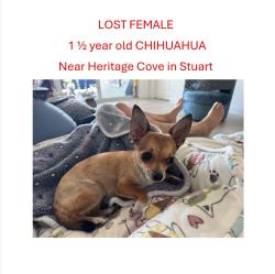 Lost Female Dog last seen Heritage Cove in Stuart, Stuart, FL 34997