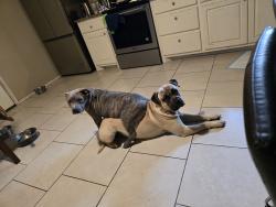 Reunited Male Dog last seen Fordham and Detroit, Lubbock, TX 79416