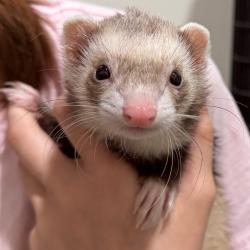 Shelter Stray Female Other last seen , 3607 N Armenia Ave, Tampa, FL 33607, USA