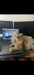 Reunited Female Cat last seen 18th & grove street Irvington NJ, Irvington, NJ 07111