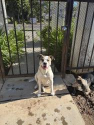 Found/Stray Female Dog last seen Sierra and maroa near London properties, Fresno, CA 93704