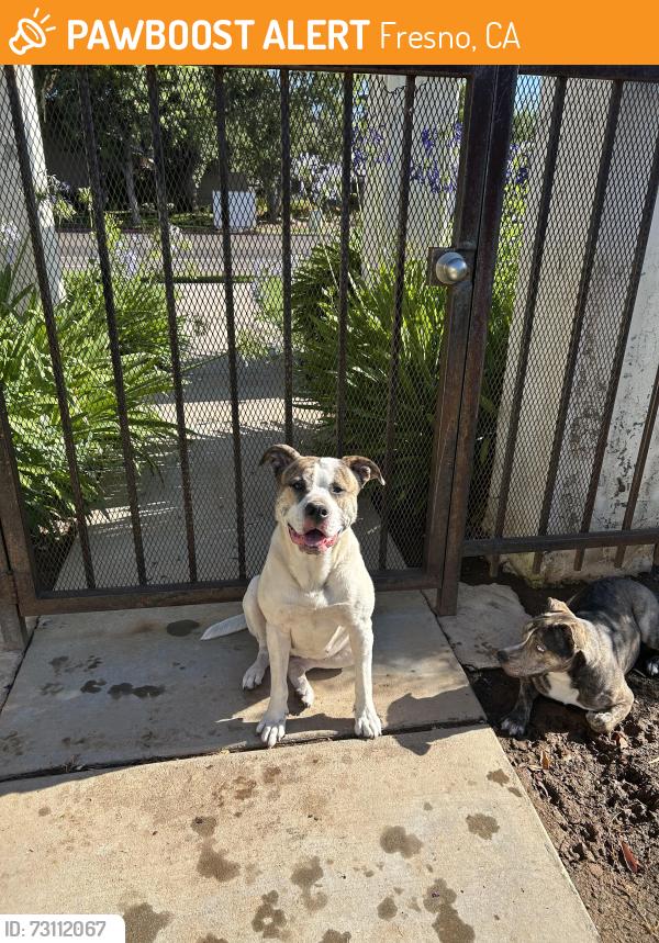 Found/Stray Female Dog last seen Sierra and maroa near London properties, Fresno, CA 93704