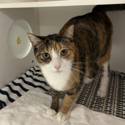 Shelter Stray Female Cat last seen , Animal Care & Control Team of Philly, 111 W Hunting Park Ave, Philadelphia, PA 19140, USA