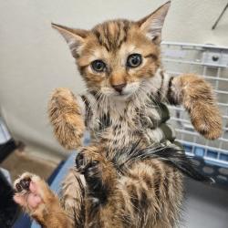 Shelter Stray Female Cat last seen , 141 Canna Ln, Lake Jackson, TX 77566, USA