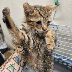 Shelter Stray Male Cat last seen , 141 Canna Ln, Lake Jackson, TX 77566, USA
