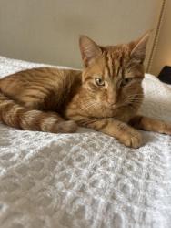 Found/Stray Male Cat last seen Hillside & Valley Roads, Catonsville, MD, Catonsville, MD 21228