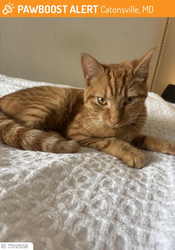 Found/Stray Male Cat last seen Hillside & Valley Roads, Catonsville, MD, Catonsville, MD 21228