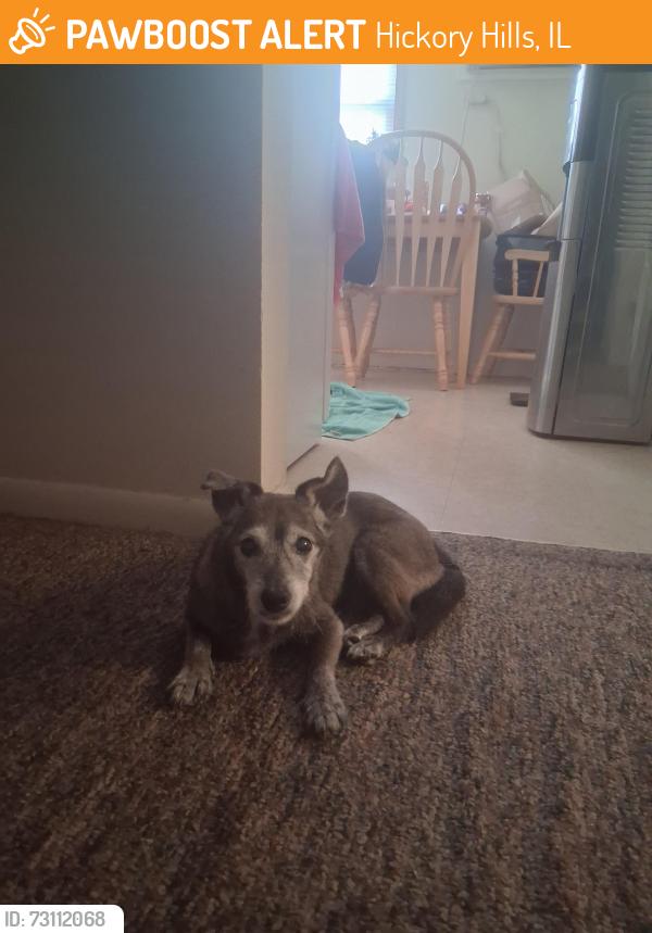 Found/Stray Female Dog last seen 95th and 84th ave, Hickory Hills, IL 60457
