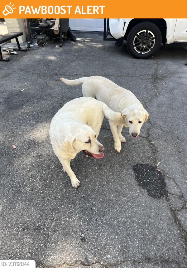 Found/Stray Unknown Dog last seen Near Sierra pass way, hacienda heights,ca, Hacienda Heights, CA 91745