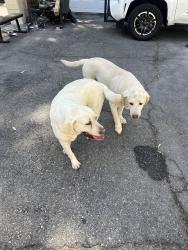 Found/Stray Unknown Dog last seen Near Sierra pass way, hacienda heights,ca, Hacienda Heights, CA 91745