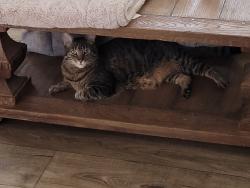 Lost Male Cat last seen Cornelius, Cornelius, NC 28031