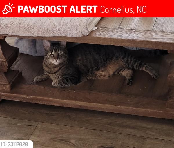 Lost Male Cat last seen Cornelius, Cornelius, NC 28031