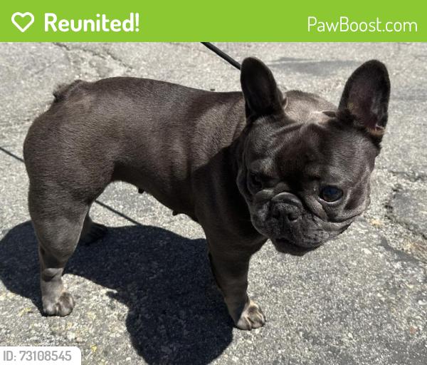 Reunited Female Dog last seen Hawthorne Blvd. and Del Amo Blvd., Torrance, CA 90503