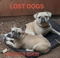 Lost Female Dog last seen The River Trails neighborhood (Zip Code 76118), near Trinity Blvd and Precinct Line Rd., Fort Worth, TX 76118