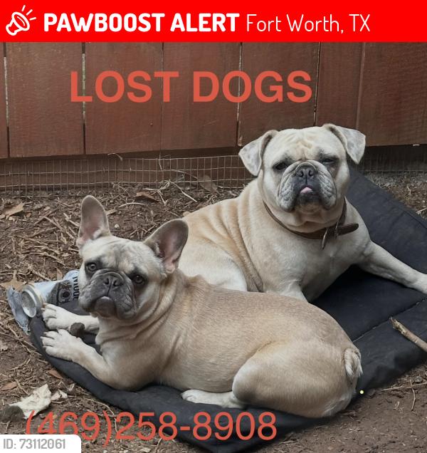 Lost Female Dog last seen The River Trails neighborhood (Zip Code 76118), near Trinity Blvd and Precinct Line Rd., Fort Worth, TX 76118