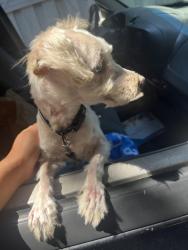 Reunited Male Dog last seen Sepulveda and sawtelle, Culver City, CA 90230