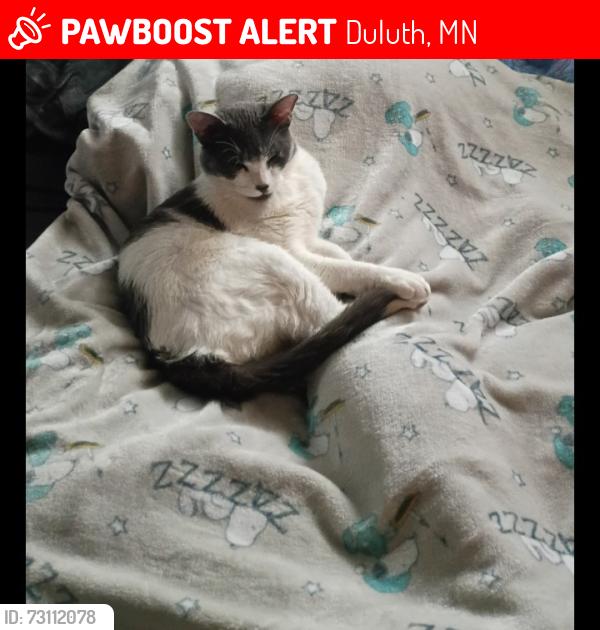 Lost Male Cat last seen Buffalo hse Campground, Duluth, MN 55810