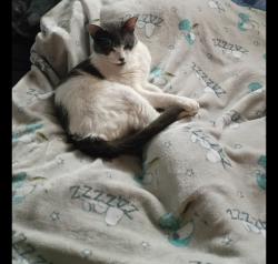 Lost Male Cat last seen Buffalo hse Campground, Duluth, MN 55810
