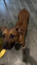 Found/Stray Female Dog last seen Liberty rd & mocassin dr, Cross Roads, TX 76227