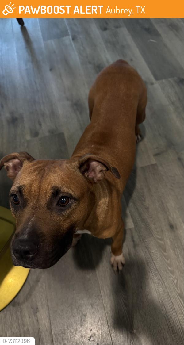 Found/Stray Female Dog last seen Liberty rd & mocassin dr, Cross Roads, TX 76227