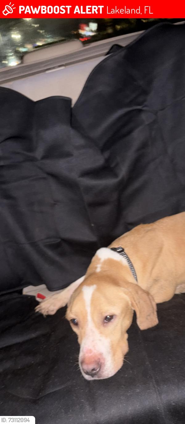 Lost Male Dog last seen Near N Florida Ave Lakeland, FL 33805 United States, Lakeland, FL 33805