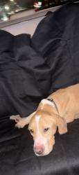 Lost Male Dog last seen Near N Florida Ave Lakeland, FL 33805 United States, Lakeland, FL 33805