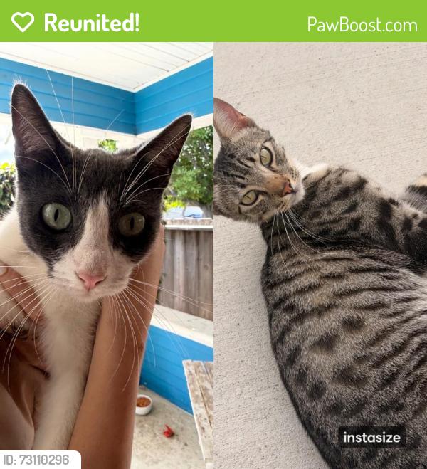 Reunited Male Cat last seen Wilson Ave, San Diego, CA, USA, San Diego, CA 92105