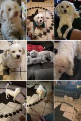Reunited Female Dog last seen 67th Avenue and Glendale, Glendale, AZ 85303