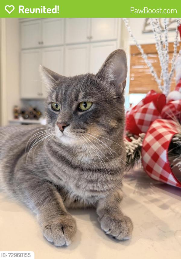 Reunited Male Cat last seen Quincy and Buckley, Aurora, CO 80015