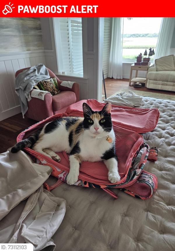 Lost Female Cat last seen Piney Island Drive, Fernandina Beach, FL 32034