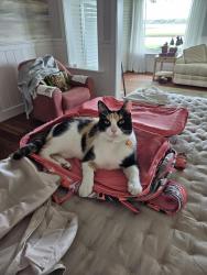 Lost Female Cat last seen Piney Island Drive, Fernandina Beach, FL 32034