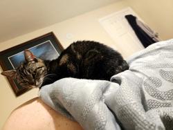 Lost Female Cat last seen Laws / fredmayer, Vancouver, WA 98662
