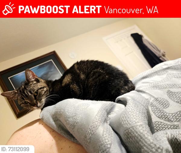 Lost Female Cat last seen Laws / fredmayer, Vancouver, WA 98662