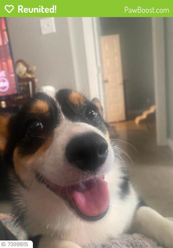Reunited Female Dog last seen 6th street and Sparks, Alvarado, TX 76009