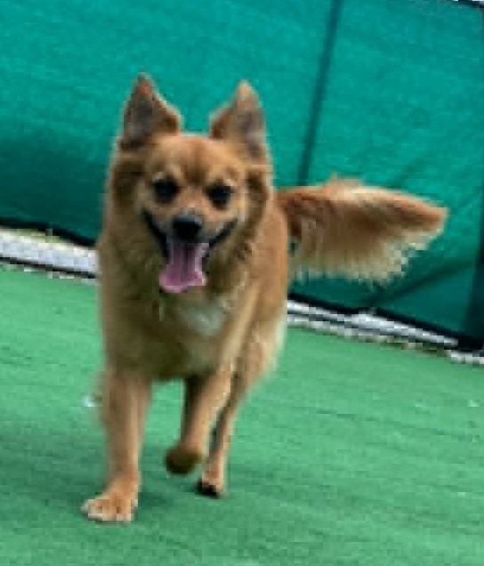 Shelter Stray Male Dog last seen , 22415 Groesbeck Hwy, Warren, MI 48089, USA