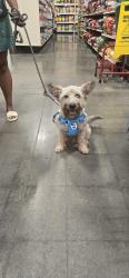 Found/Stray Male Dog last seen Fulton County, Atlanta, GA 30336