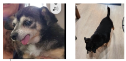 Reunited Female Dog last seen Glen Ave & Elwood, Pomona, CA 91768