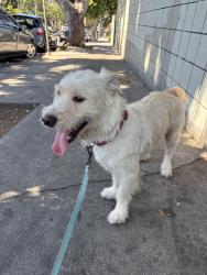 Found/Stray Male Dog last seen Near gas station at Union and Olympic in Pico-Union/Westlake, Los Angeles, CA 90015