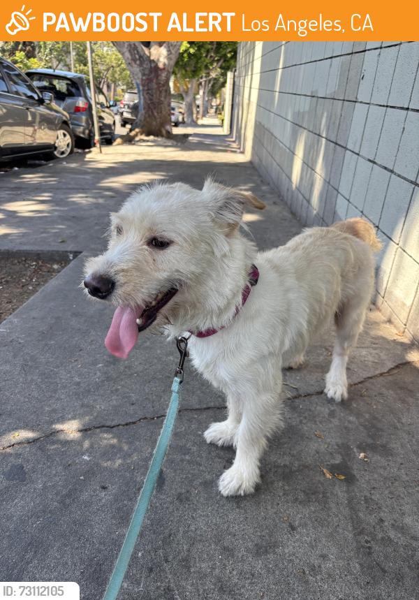 Found/Stray Male Dog last seen Near gas station at Union and Olympic in Pico-Union/Westlake, Los Angeles, CA 90015