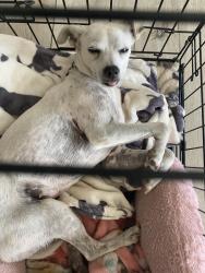Lost Female Dog last seen new jersey, Los Angeles, CA 90033