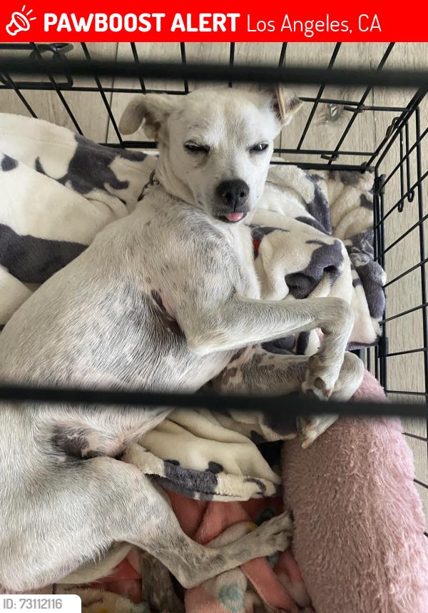 Lost Female Dog last seen new jersey, Los Angeles, CA 90033
